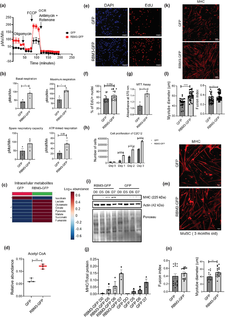 At normal temperature, skeletal muscle myoblasts overexpressing RBM3 have improved metabolism, proliferation, and differentiation.jpg