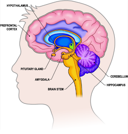 Brain regions affected by sensory deprivation tank therapy.png